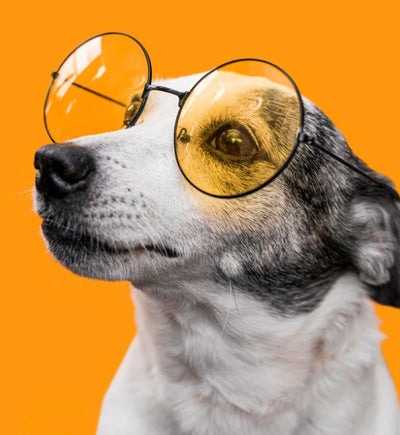 Dog with circular glasses