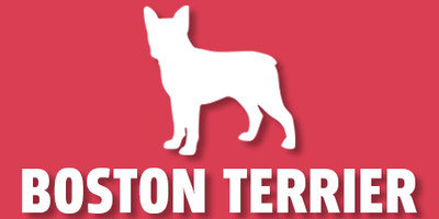Boston Terrier