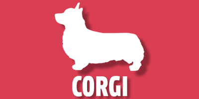 Corgi