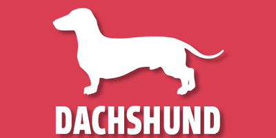 Dachshund