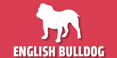 English Bulldog