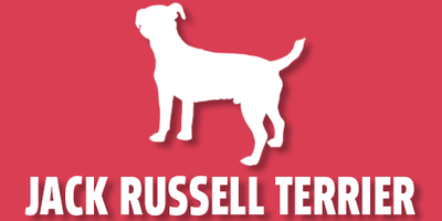 Jack Russell Terrier