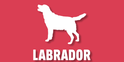 Labrador