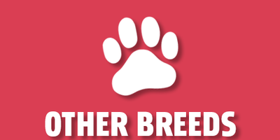 All Breeds