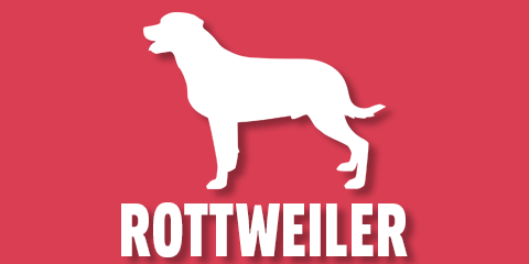 Rottweiler – MostlyPaws