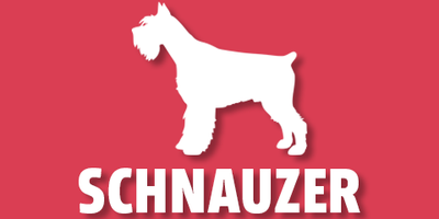 Schnauzer