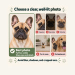 Clear French Bulldog portrait compared with cropped ears, deep shadow, blur, a distant pet, and overlapping faces.